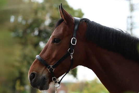 Leather Care for Your Aloga Headcollar