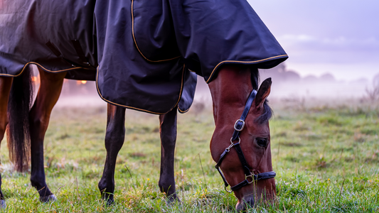 HOW TEMPERATURE AFFECTS YOUR HORSE