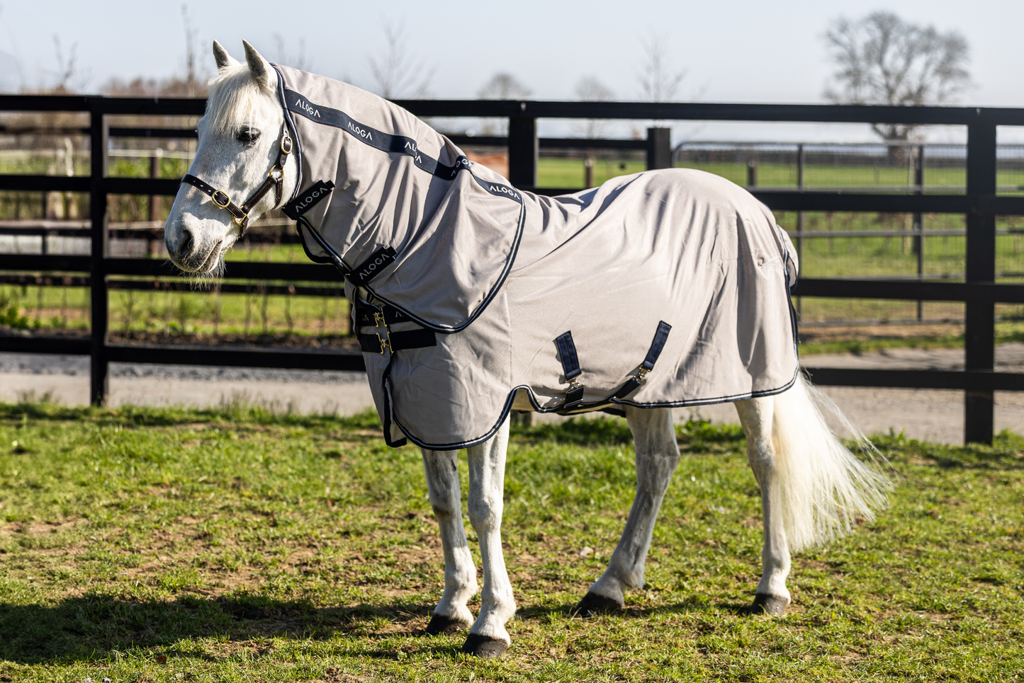 White pony wearing a grey fly sheet in an outdoor setting with a fence and grass.