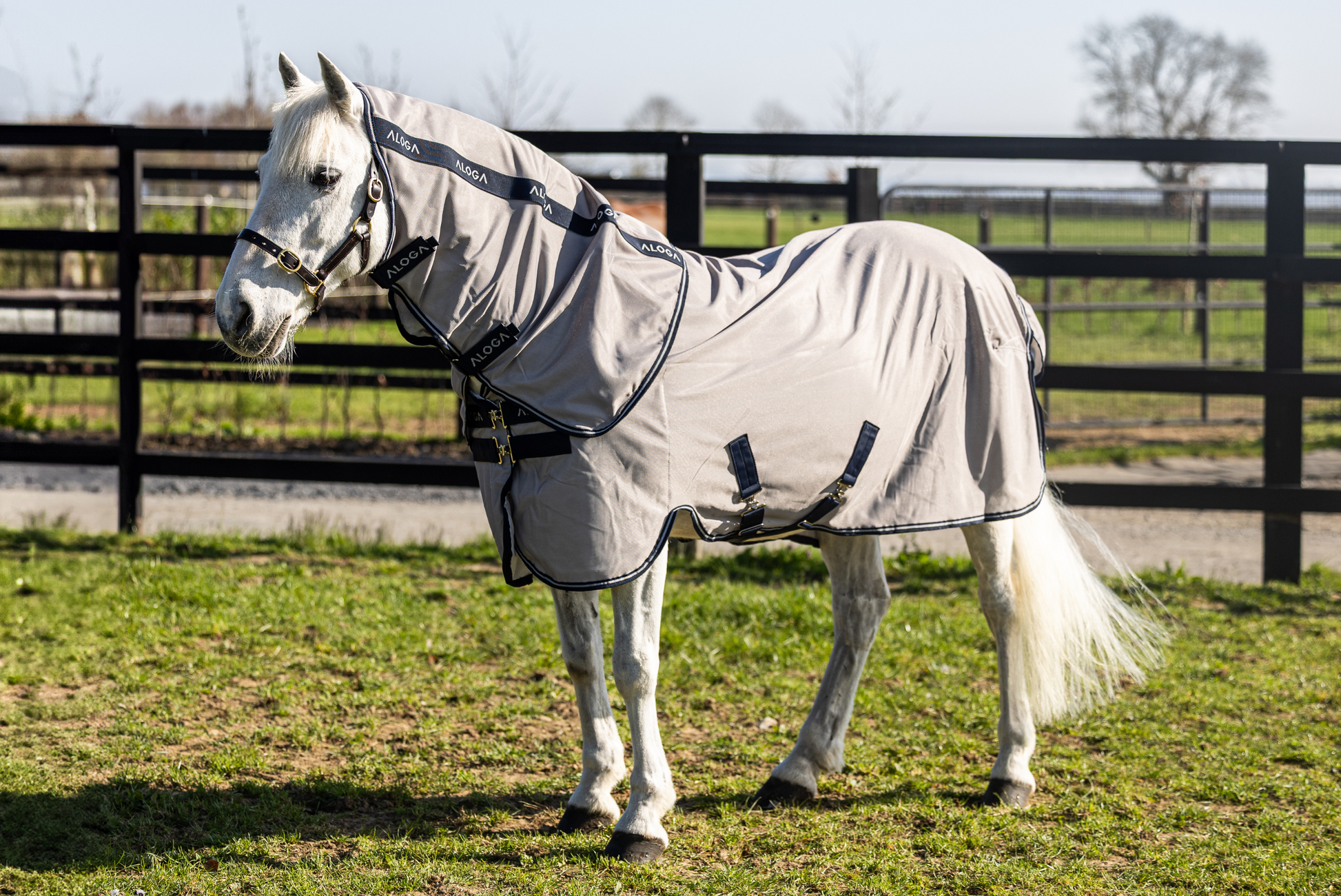 White pony wearing a grey fly sheet in an outdoor setting with a fence and grass.