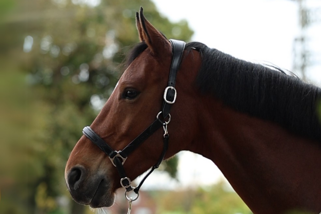 Leather Care for Your Aloga Headcollar