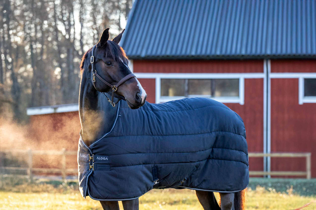 New Year, Clear Direction: Setting 2026 Equestrian Goals