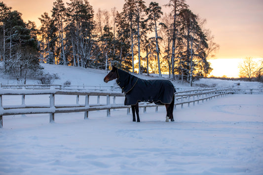 CHRISTMAS CARE: Horses & the Holiday Season