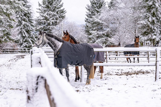 READY FOR THE COLD? Managing horses as temperatures drop