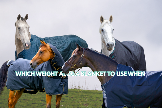 Aloga Equestrian Temperature Blanketing Guide