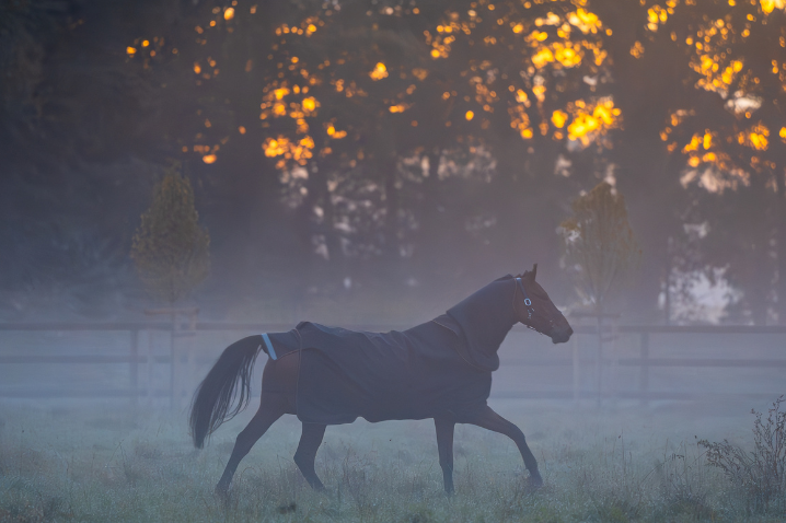 Halloween Sense: Horse Management During Spooky Season