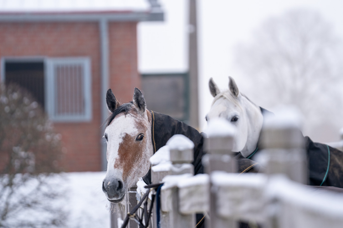 Winter settles at Aloga Stables