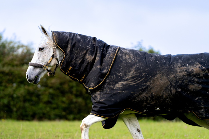 Shedding Season: Grooming Tips for a Smooth Transition