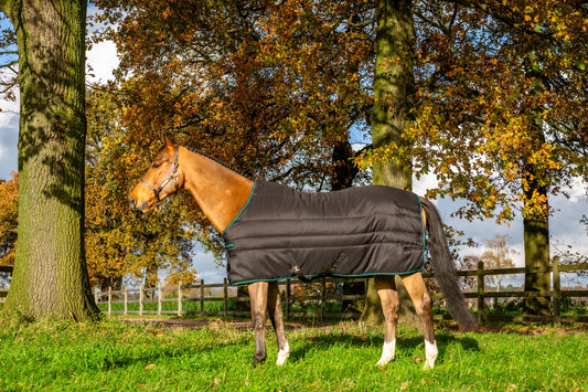 How to Choose the Best Winter Horse Blanket: A Complete Guide