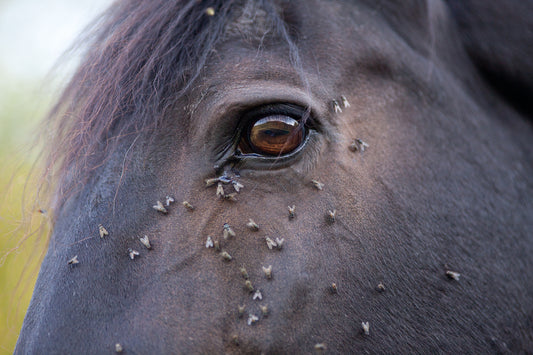 How To Protect Your Horse During Fly Season?