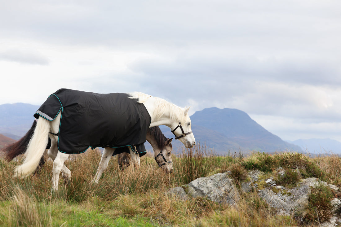 New Year, Clear Direction: Setting 2026 Equestrian Goals