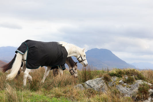 New Year, Clear Direction: Setting 2026 Equestrian Goals