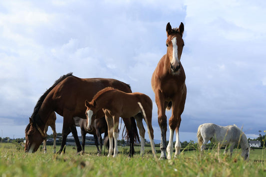 WHY WE ARE PROUD TO BE IRISH