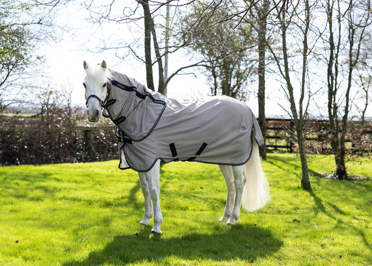 White pony wearing a grey fly sheet in a grassy field with trees.