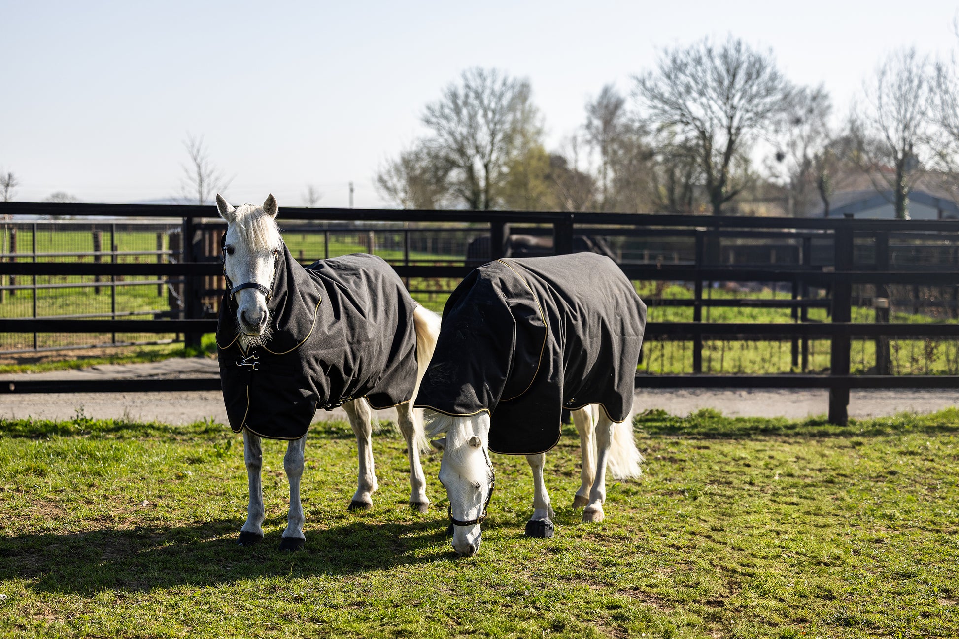 Two ponies wearing black Aloga pony blankets in a grassy field with a fence and trees in the background.