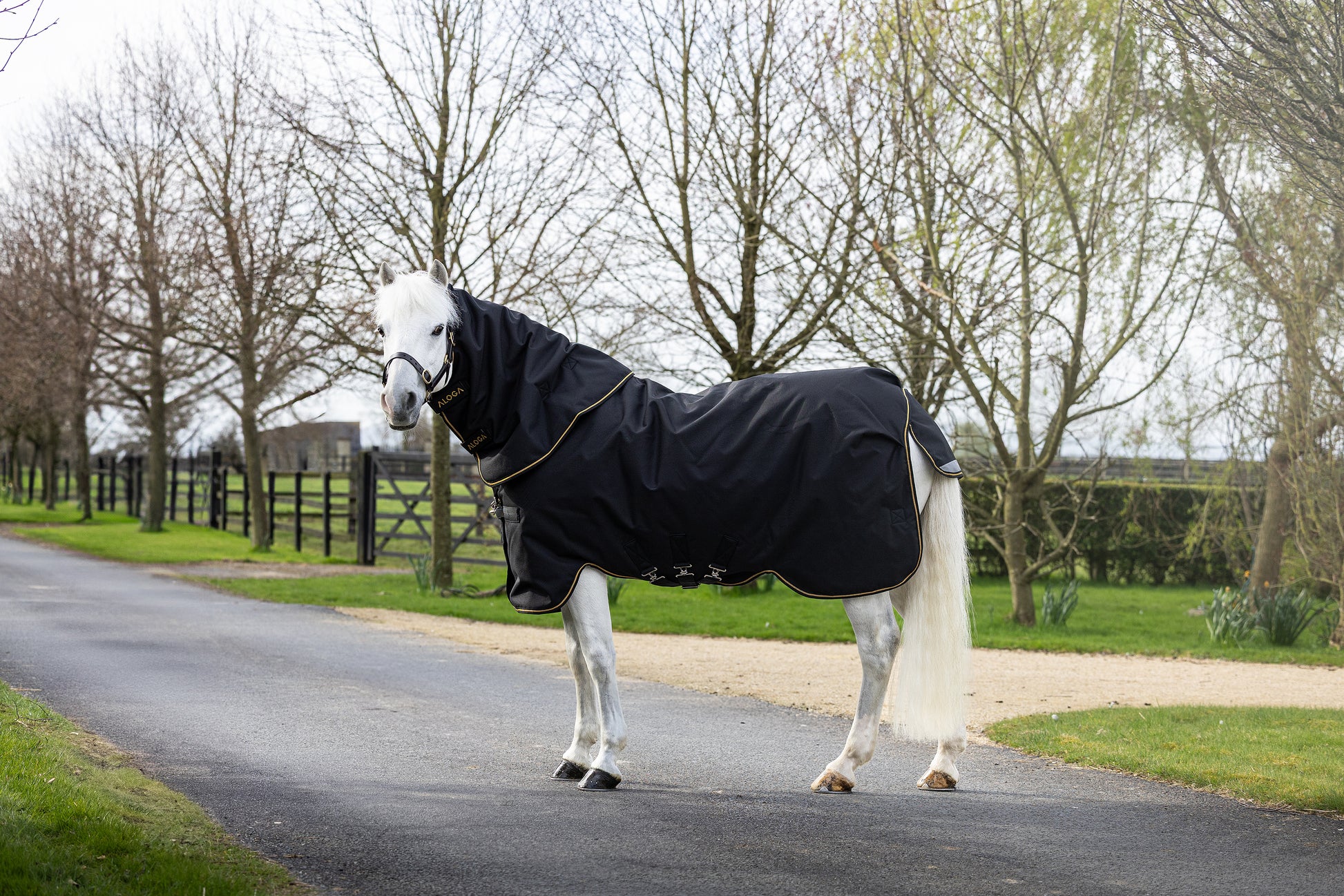 Pony wearing a black Aloga blanket standing on a road with trees in the background