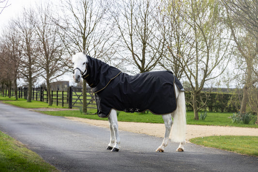 Pony wearing a black Aloga blanket standing on a road with trees in the background