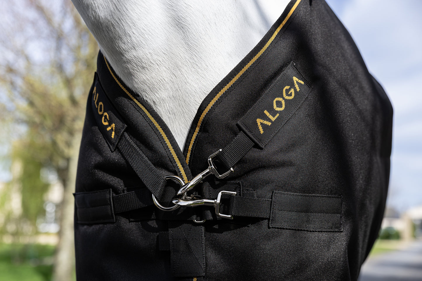 Close-up of a horse wearing a black Aloga Pony Pro Turnout with Pro Front closure.