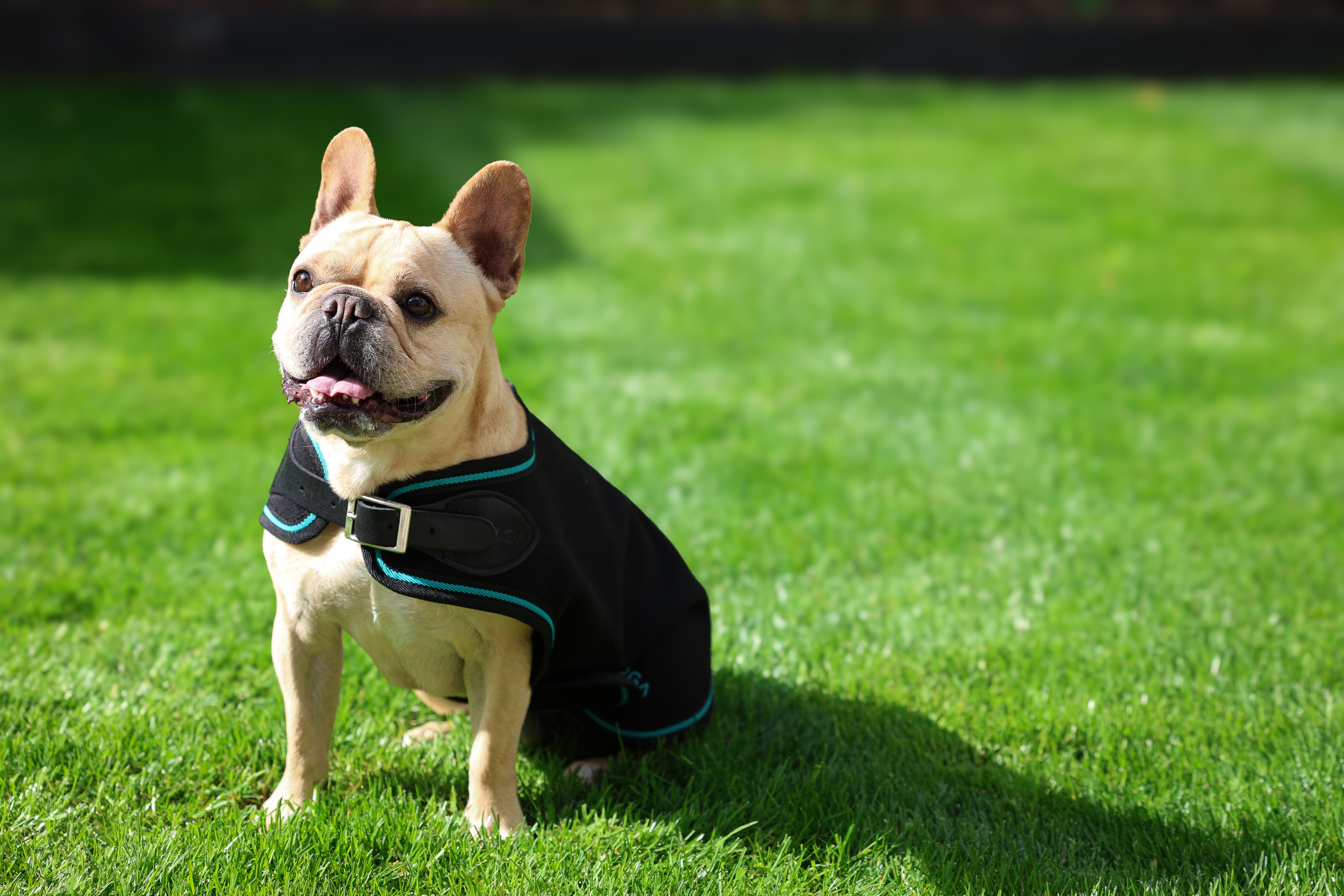 WOOL DOG RUG - Aloga Equestrian